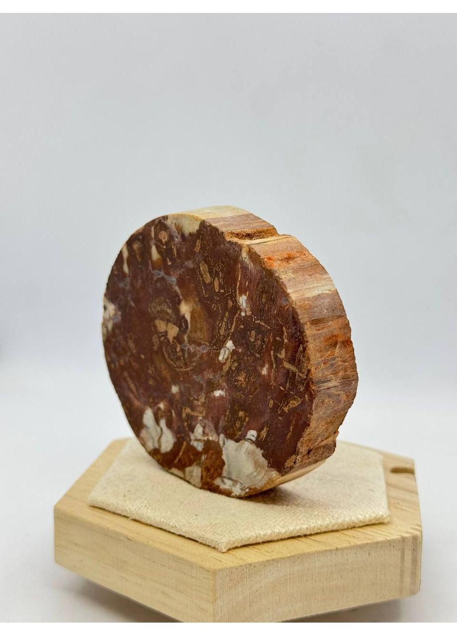 Окаменелое дерево 76*80 мм Коричневый No Brand (361319872)