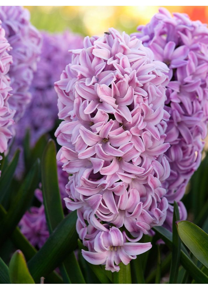 Гиацинт Splendid Cornelia (2 шт.) в упаковке) No Brand (365806758)