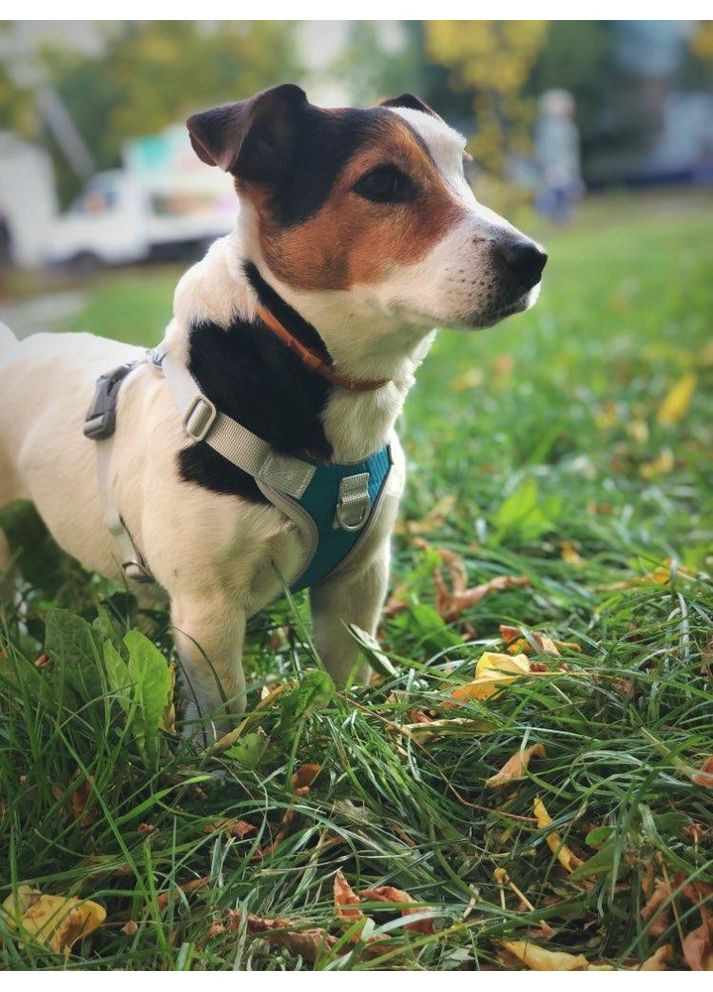 Шлея для собак Bororo Комфорт и контроль во время каждой прогулки No Brand (362571929)