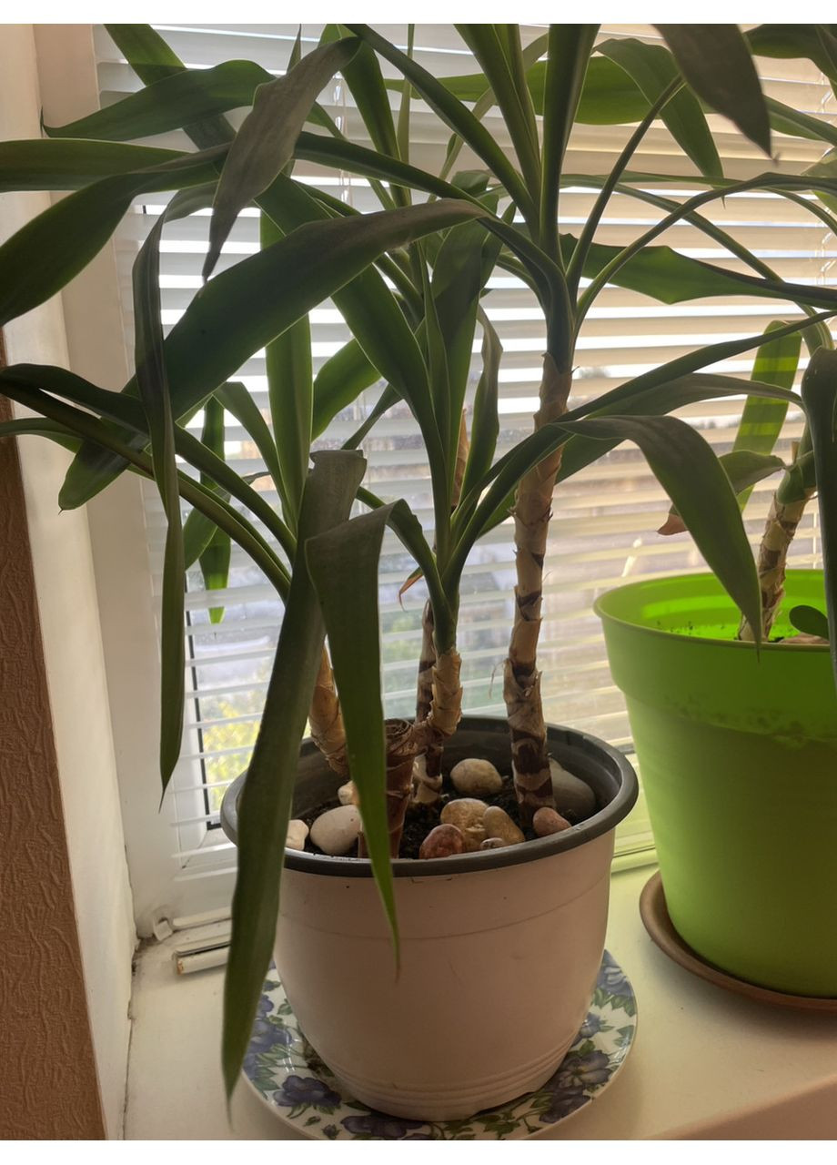 🌱Сажданці Юки кімнатної, набір 3 шт, 🌱 15-20 см, без горщика(інший буде) No Brand (350354706)