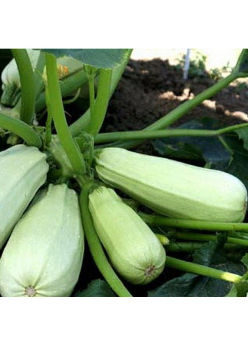 Семена кабачка Дафна F1 Syngenta (331900684)