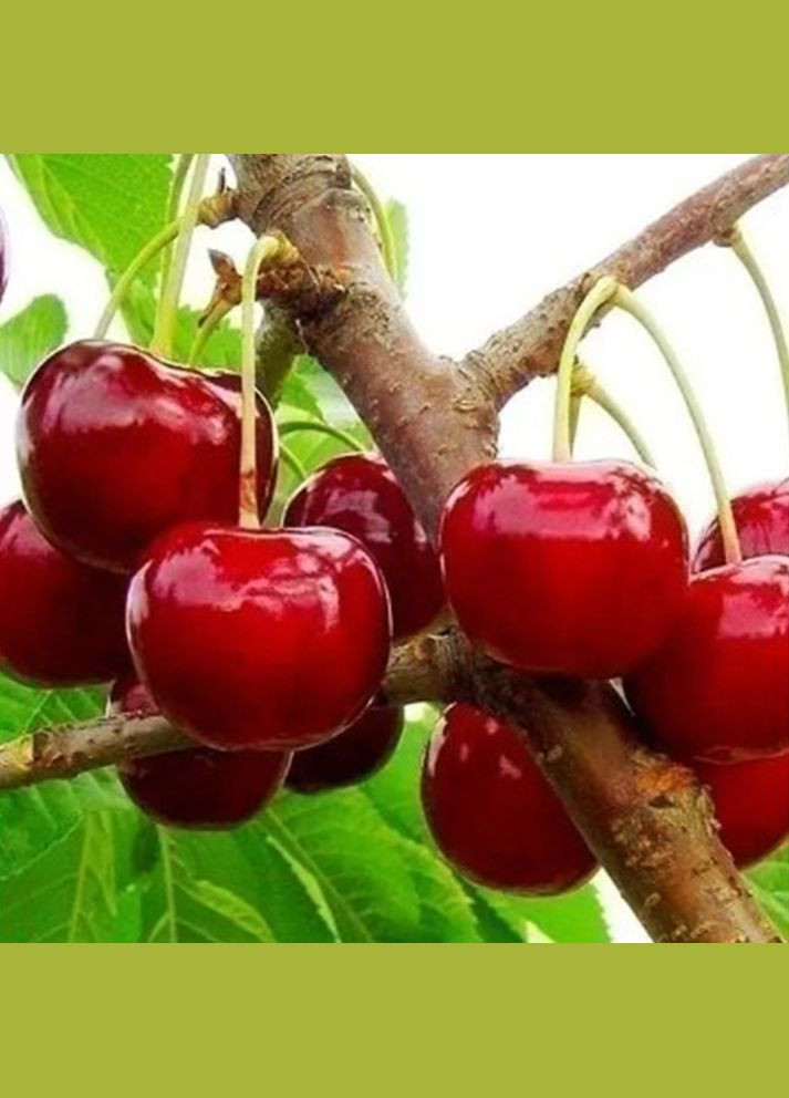 Саджанці вишні Любительська - 1-річний Садовий-Розмай (301220833)