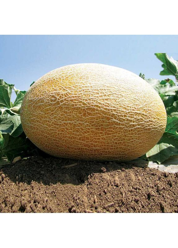 Семена дыни Amal F1 30 шт (2747828437) Clause (362135224)