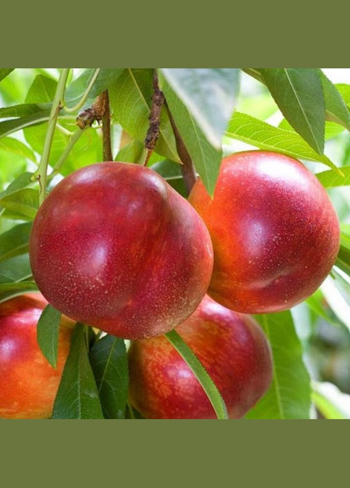 Саджанці нектарину Фентезі - 1-річний Садовий-Розмай (301220608)