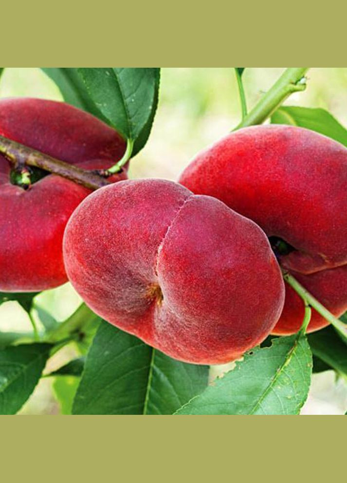 Саджанці персика Сатурн - 1-річний Садовий-Розмай (301219975)