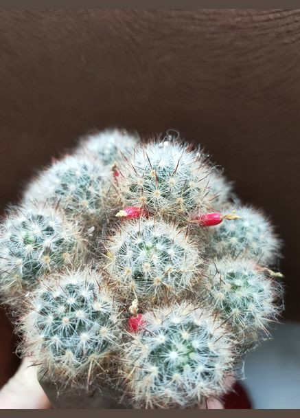 Кактус маммиллярии Вильда композиция флорариума No Brand (322930374)