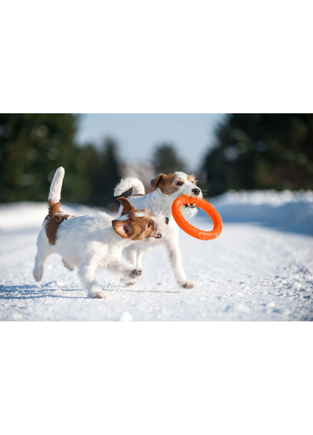 Кольцо для апартовки PitchDog диаметр 20 см (4823089302416) Collar (354701299)