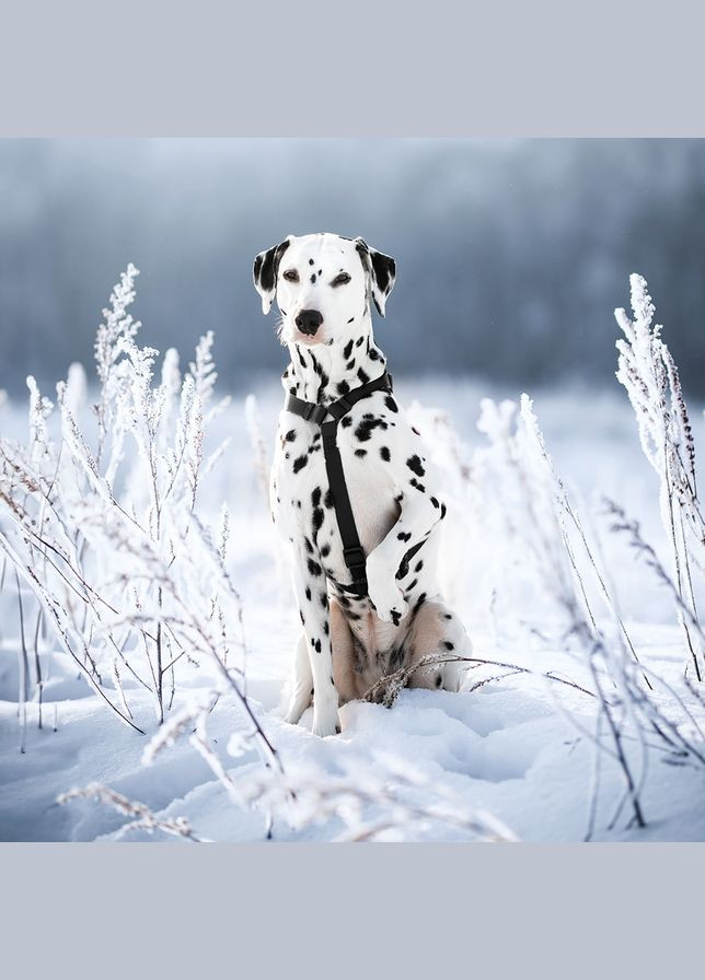 Шлея для собак Waterproof c QR-паспортом, пластиковая пряжка-фастекс, L, Ш 25 мм, А 50-85 см, В 60-100 см, черный WAUDOG (343060428)