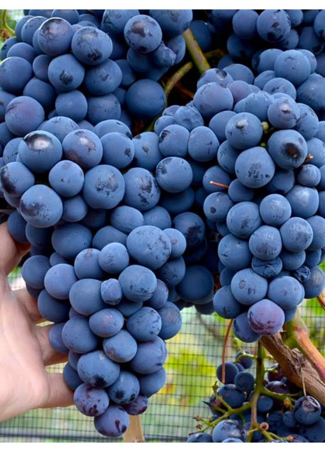 Виноград синий среднеранний Надежда АЗОС No Brand (364535839)