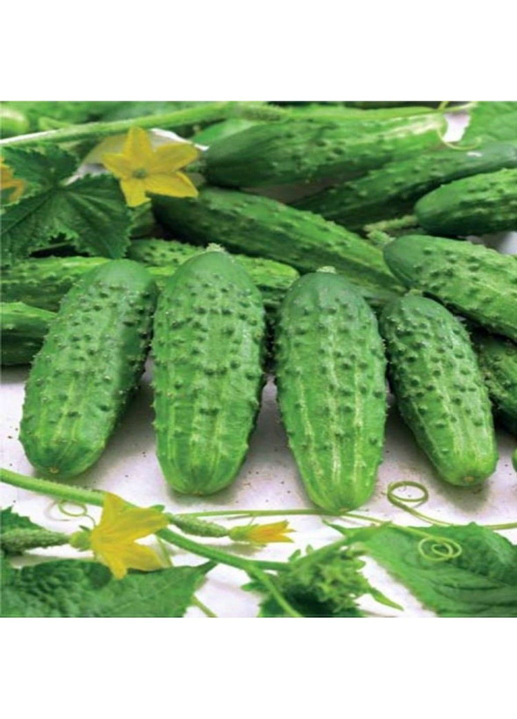 Насіння огірка Фантазія F1 Legutko (332809010)