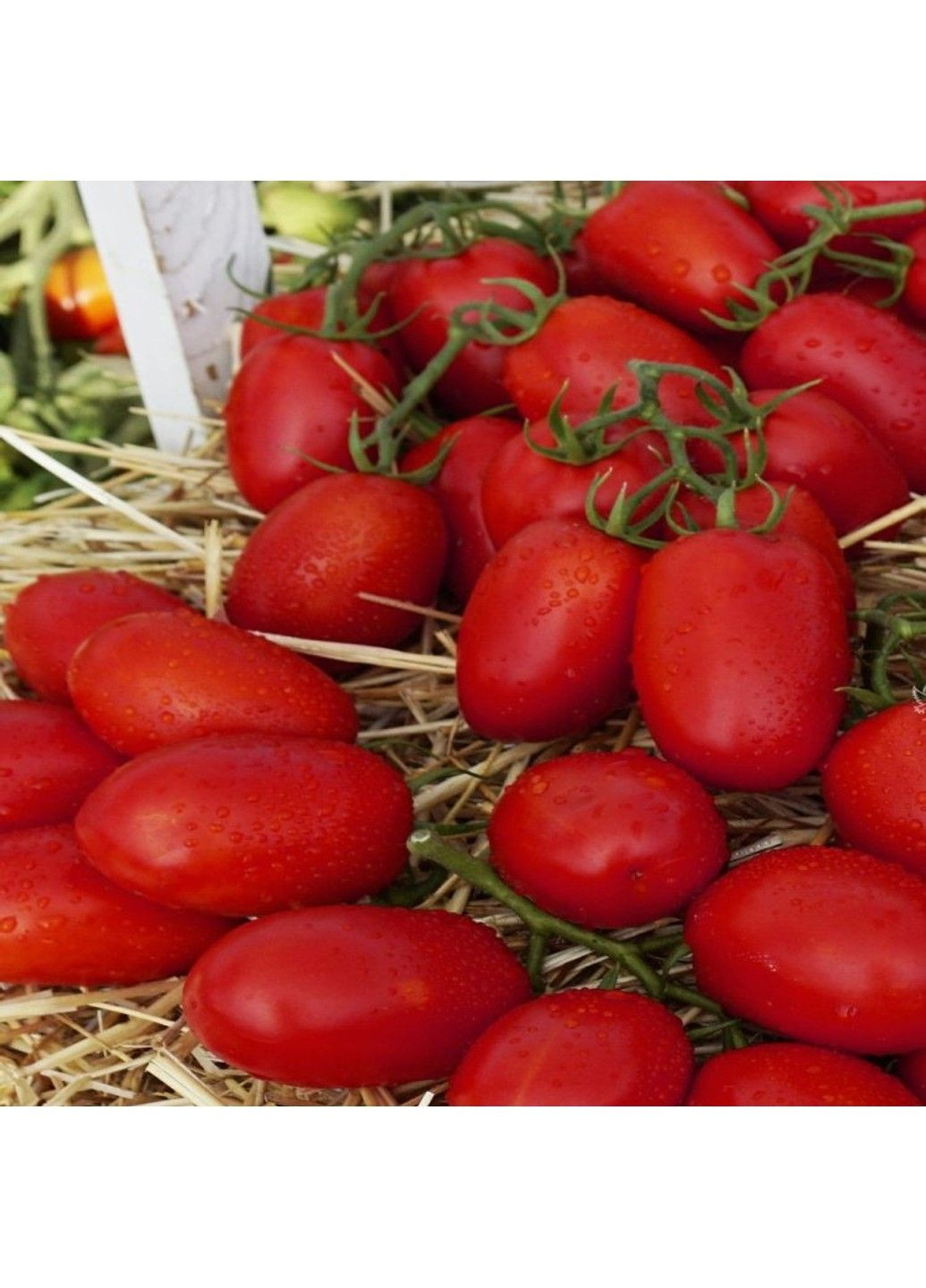 Семена томата Пьетра Росса F1 Clause (333036060)