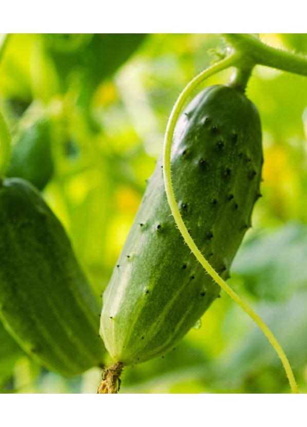 Огурец Арктика F1 10шт. GL Seeds (364654626)