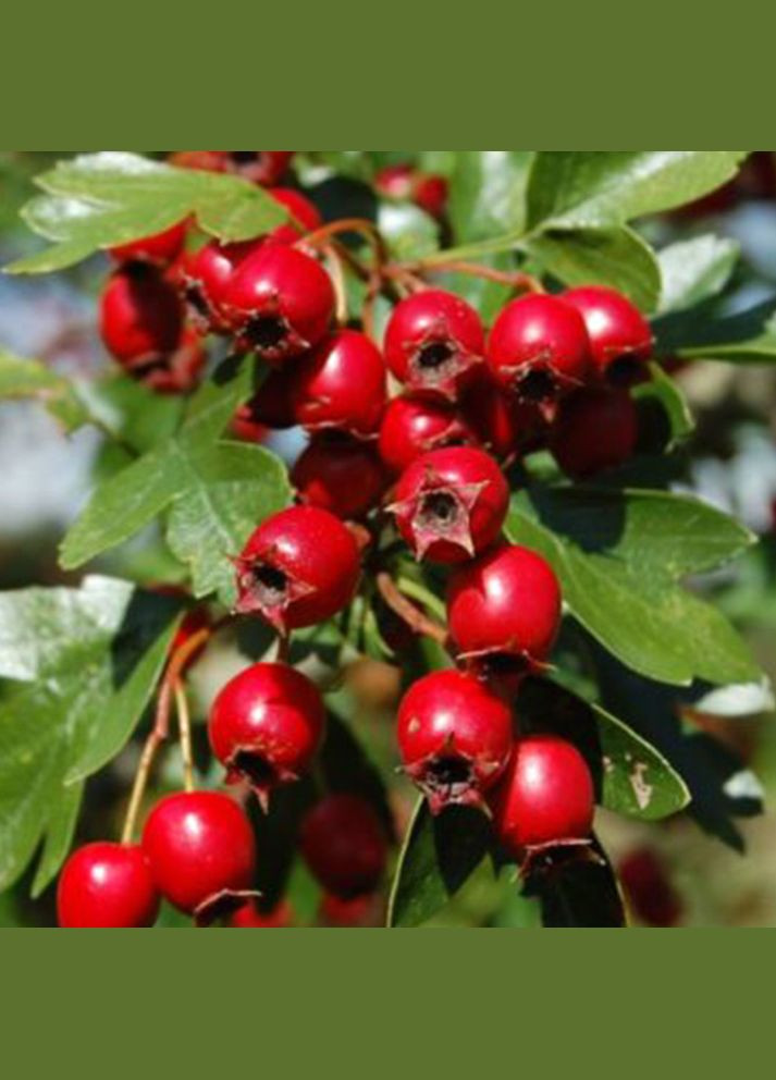 Саджанці глоду Червоний Садовий-Розмай (301220120)