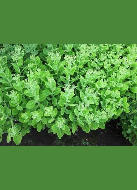 Очиток видный (Hylotelephium spectabile), Очиток обыкновенный. Eco (341320272)