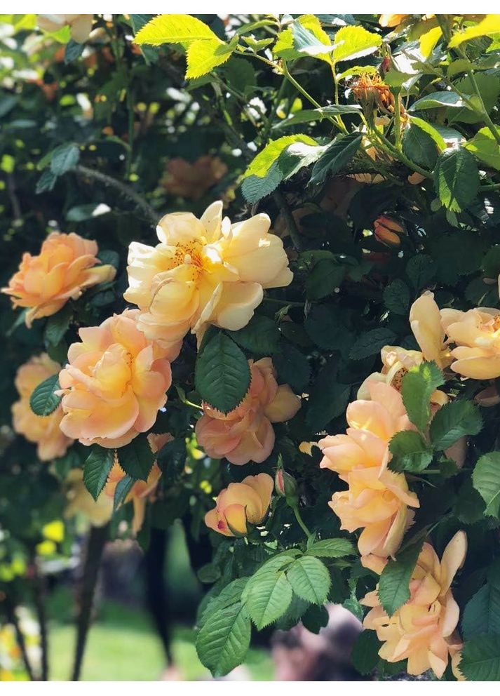 Троянда плетиста Golden Showers No Brand (364535964)