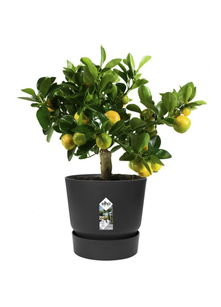 Горшок greenville round 25cm черный 332334 Elho (316616497)