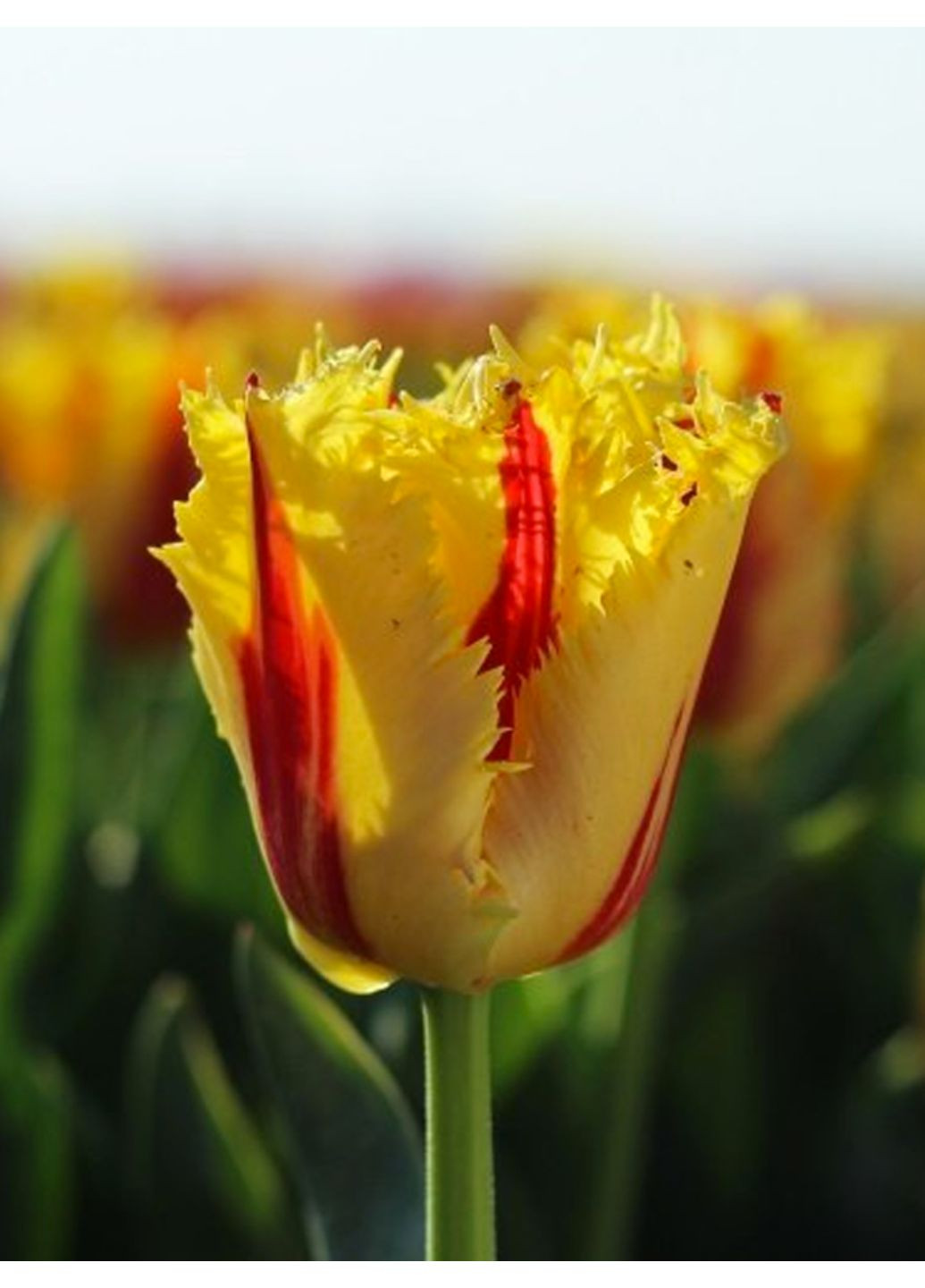 Тюльпан Phantom (2 шт.) в упаковке) No Brand (364535410)