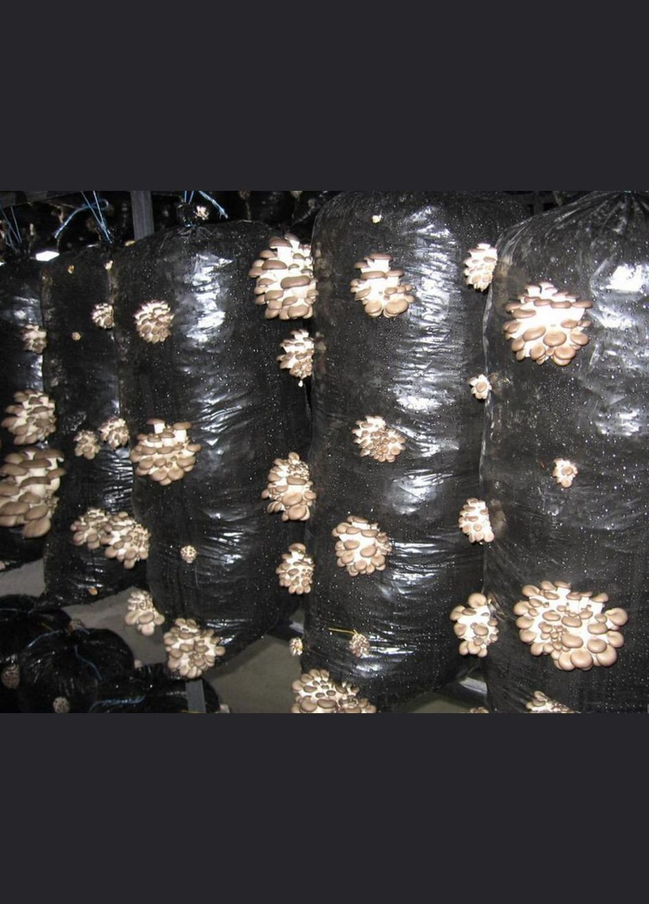 Живий зерновий міцелій гливи - 5 кг Насіння країни (299897768)