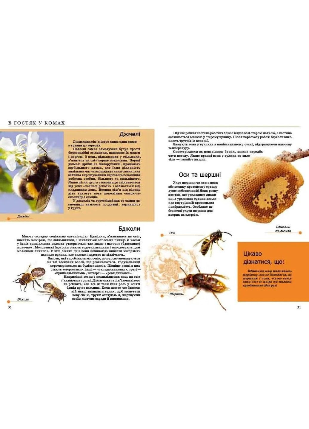 Енциклопедія для допитливих. Комахи та інші Талант (303133485)