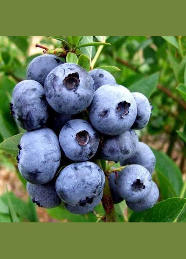 Саджанці лохини Блюджей - 4-річний Садовий-Розмай (301220335)