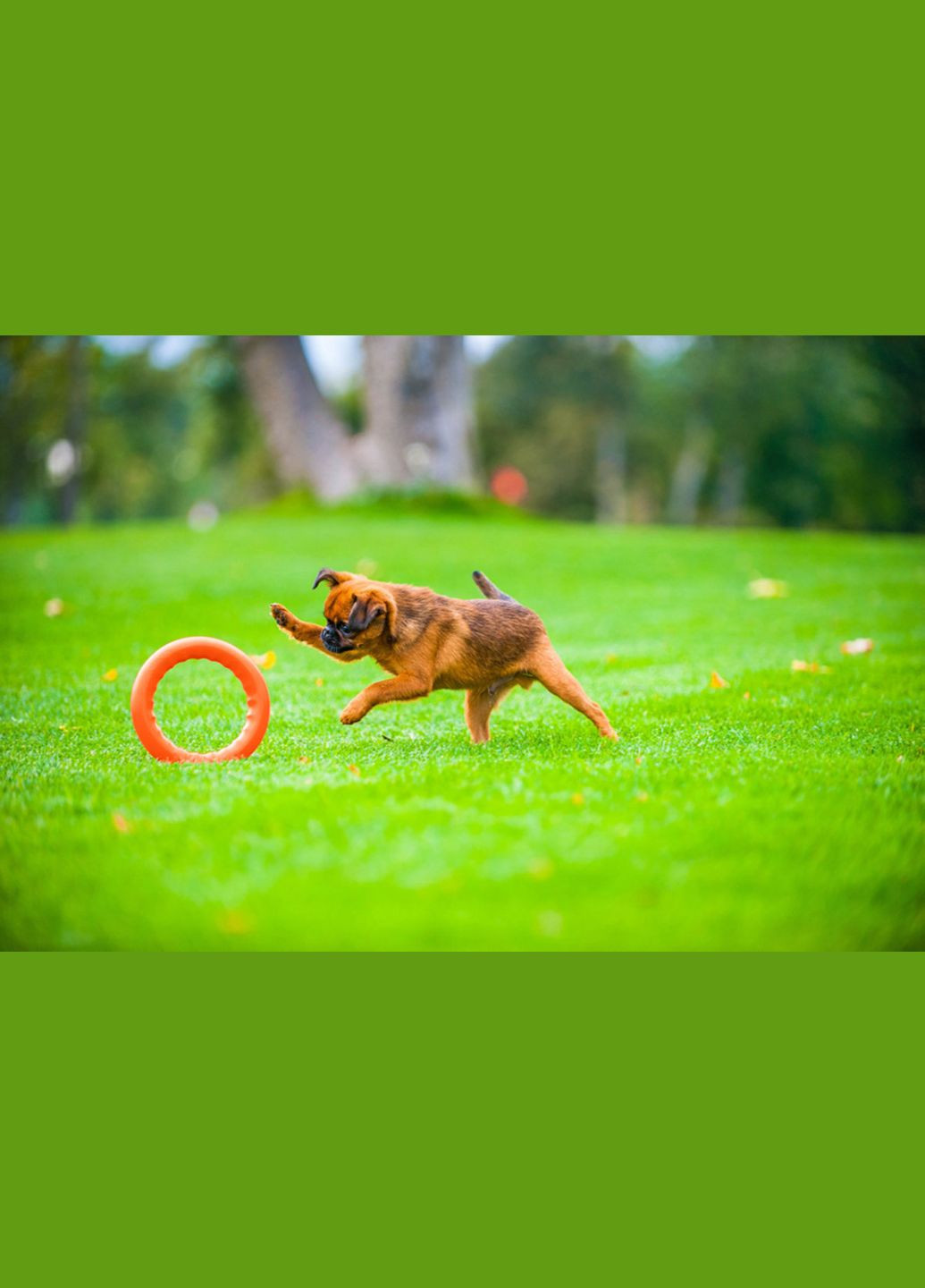 Кільце для апортування 20 д-20 см Жовтогаряче PitchDog (315598989)