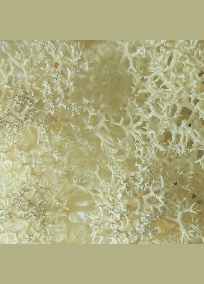 Очищенный стабилизированный мох ягель Натуральный белый 50 грамм Nordic moss (278652070)