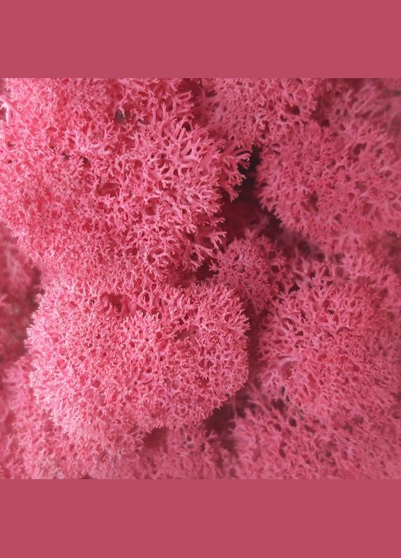 Стабілізований мох ягель Цикламен 3 кг Nordic moss (276401059)