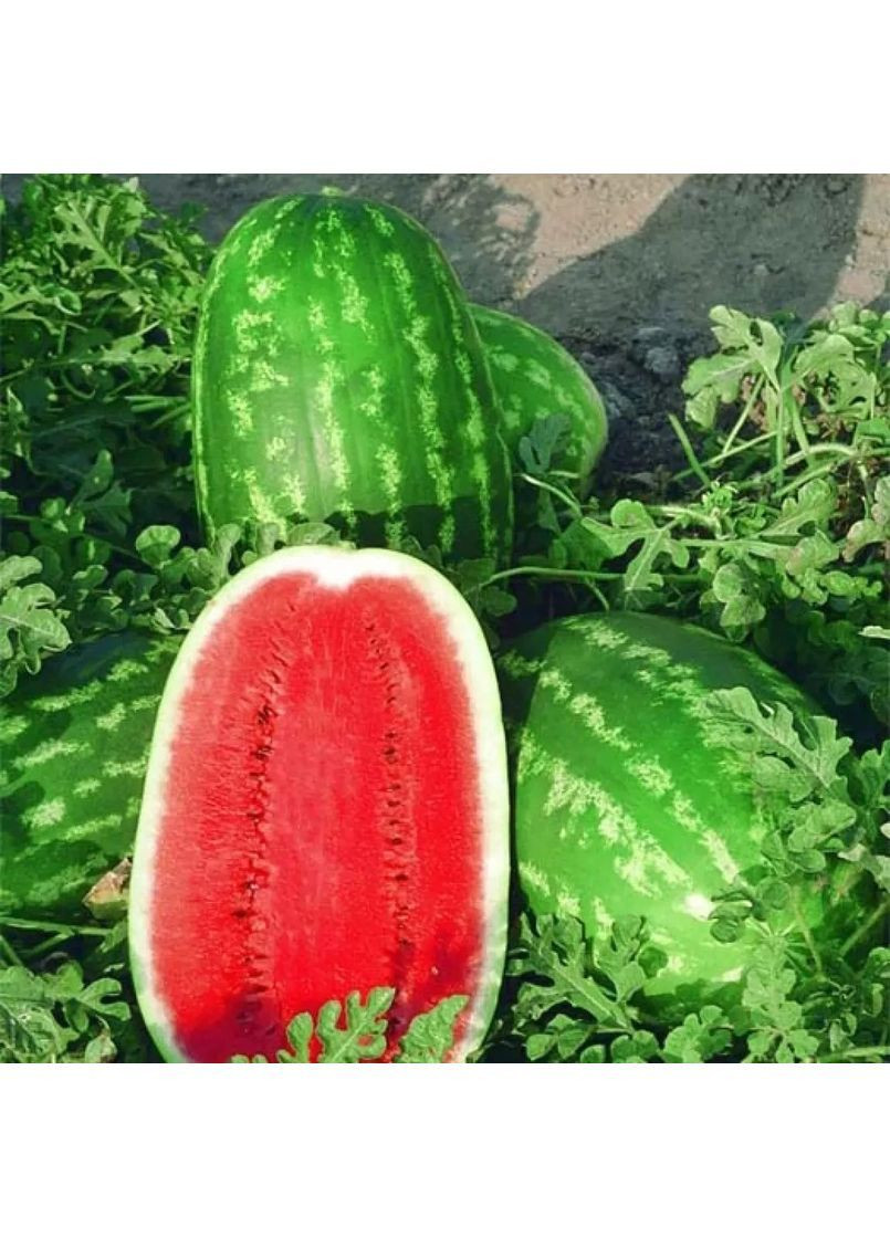 Семена арбуза Lady F1 500 шт (2747826279) Nunhems (362135050)