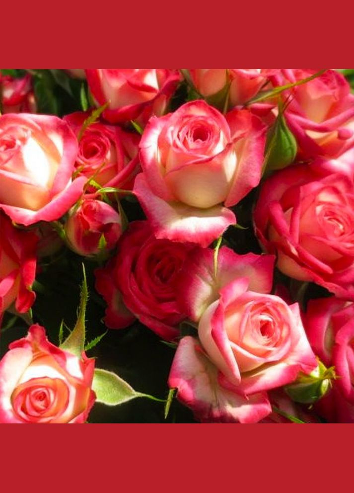 Саджанці бордюрних троянд Сафіна Садовий-Розмай (301220881)