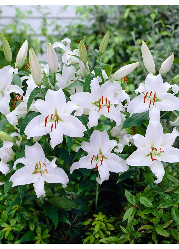 Лилия Snowy Mountain (12/14) No Brand (364534746)