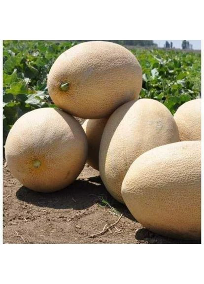 Насіння дині Amal F1 10000 шт (2747828402) Clause (362135314)