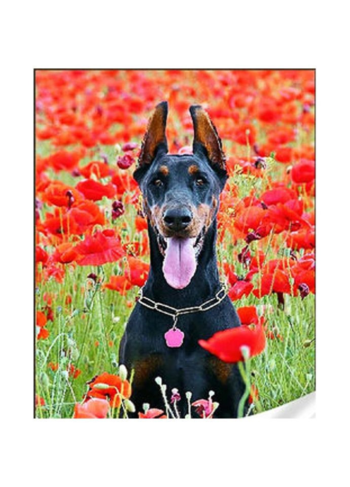 Алмазная мозаика "Черный доберман" GM86851 Strateg (317326361)