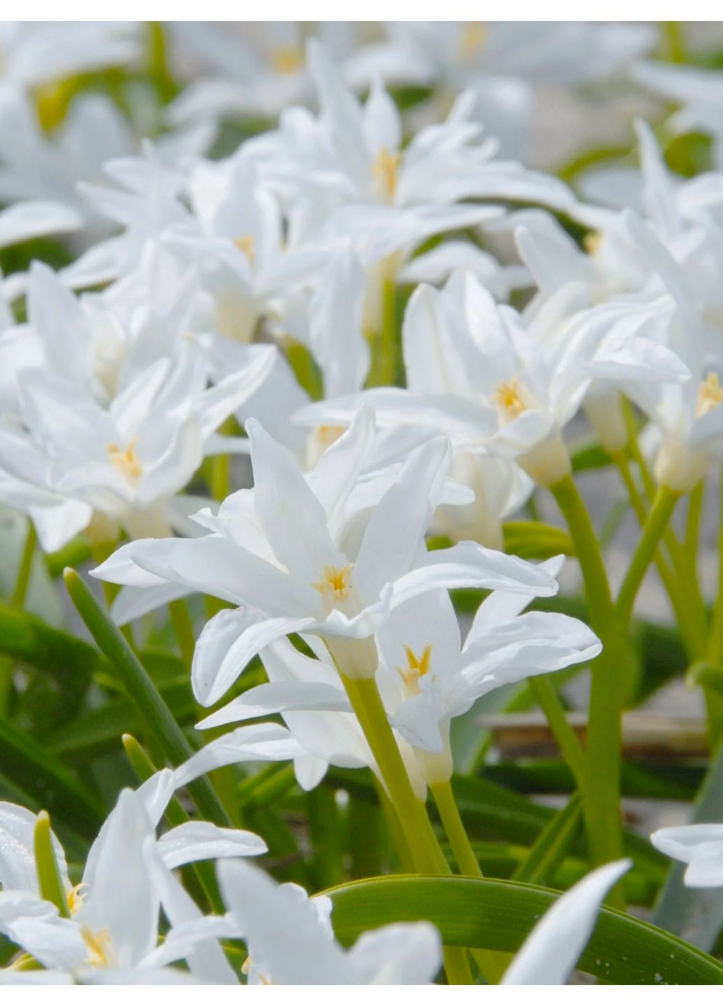 Хіонодокса Alba (5 шт. в упаковці) No Brand (364535843)