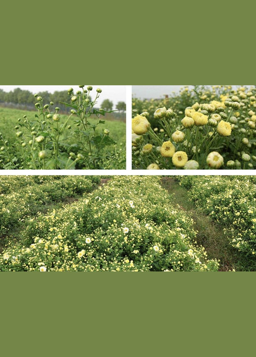 Квітковий чай Бутони хризантеми сушені Чаєман, вищий сорт, 50 г No Brand (335868483)