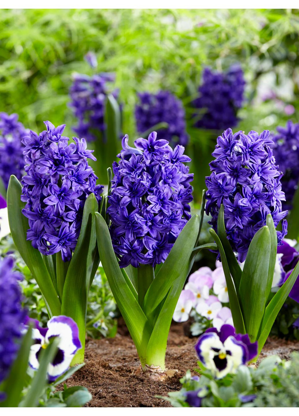 Гиацинт Manhattan (1 шт.) в упаковке) No Brand (364534652)