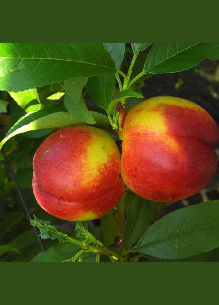 Саджанці колоновидного нектарину Містер Персі Садовий-Розмай (301220311)