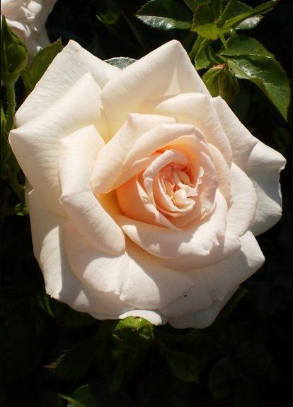 Троянда Penny Lane (Пенні Лейн) 150-250 см Декоплант (284117335)