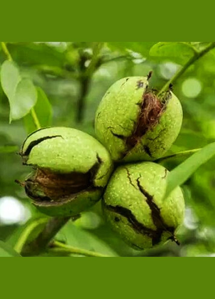 Саджанці грецького горіха Прикарпатський - 3-річний Садовий-Розмай (301221295)