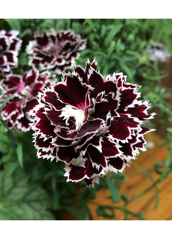 Гвоздика махровая Черное и белое 0,1г. GL Seeds (364655279)