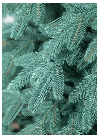 Искусственная елка Лапландская литая голубая 1,8м (YLLP18MBL) Україна (365546041)