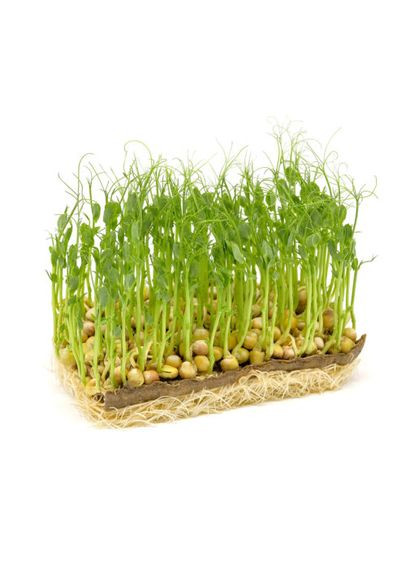 Семена Микрозелень Горох 20г Яскрава (356119278)