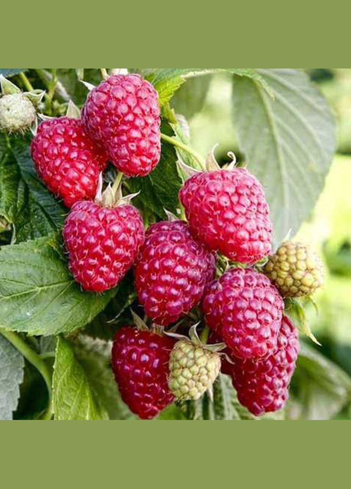 Саженцы малинового дерева Галактика - 1-летний Садовий-Розмай (301220697)