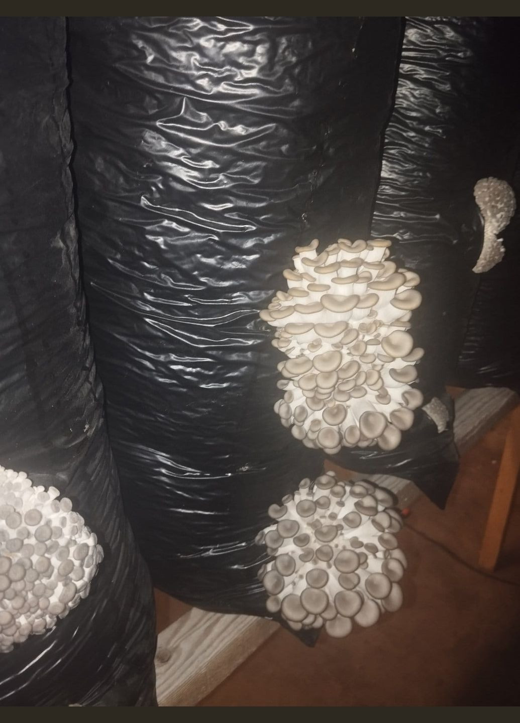 Грибные блоки вешенки Україна (317349616)