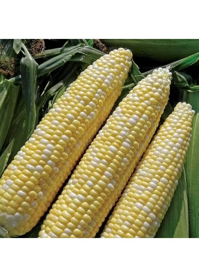 Насіння кукурудзи Мармурова ф1 50 нас Мнагор (356119241)