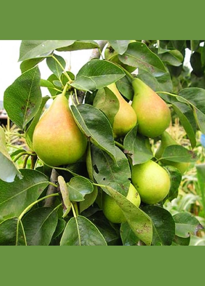 Саженцы груши Яблунивская - 2-летний Садовий-Розмай (301220838)