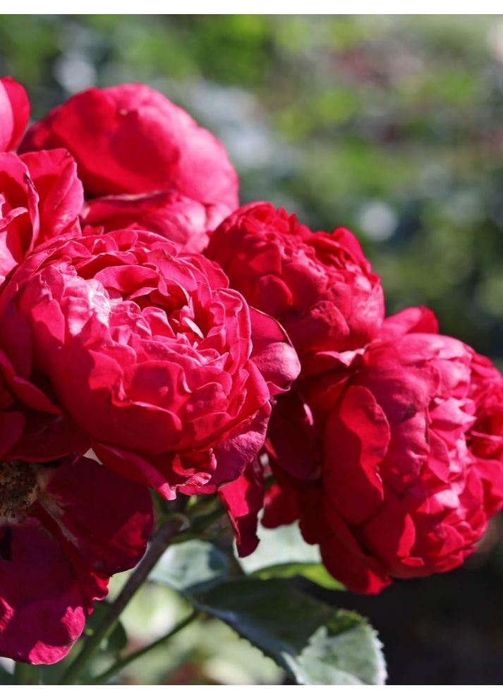 Троянда чайно-гібридна Ascot No Brand (364535182)