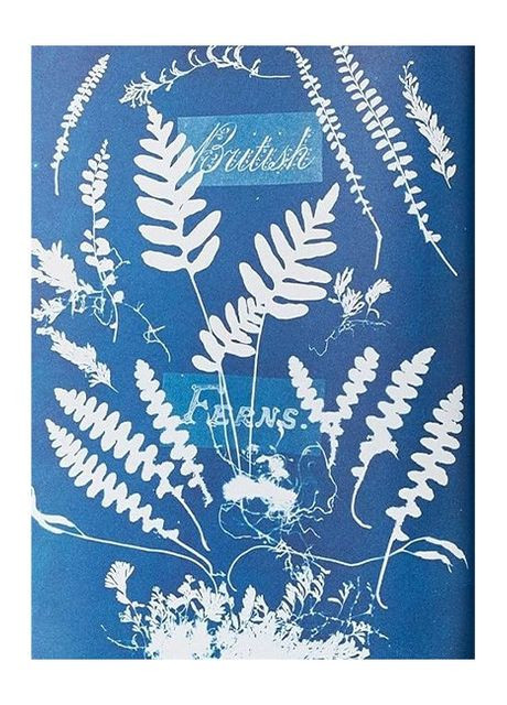 Книга Anna Atkins. Cyanotypes (9783836596039) Taschen (364656052)