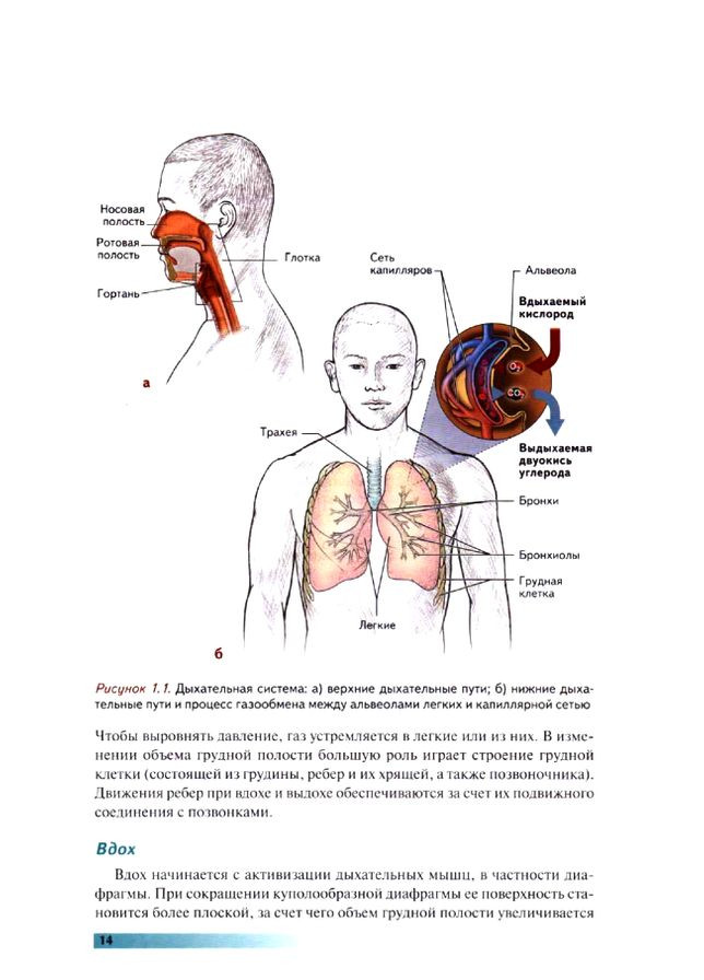 Анатомія пілатесу. Ілюстроване керівництво. Раель Ісаковиць No Brand (366971130)