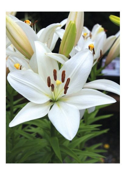 Лілія Bright Diamond (12/14) No Brand (365250798)