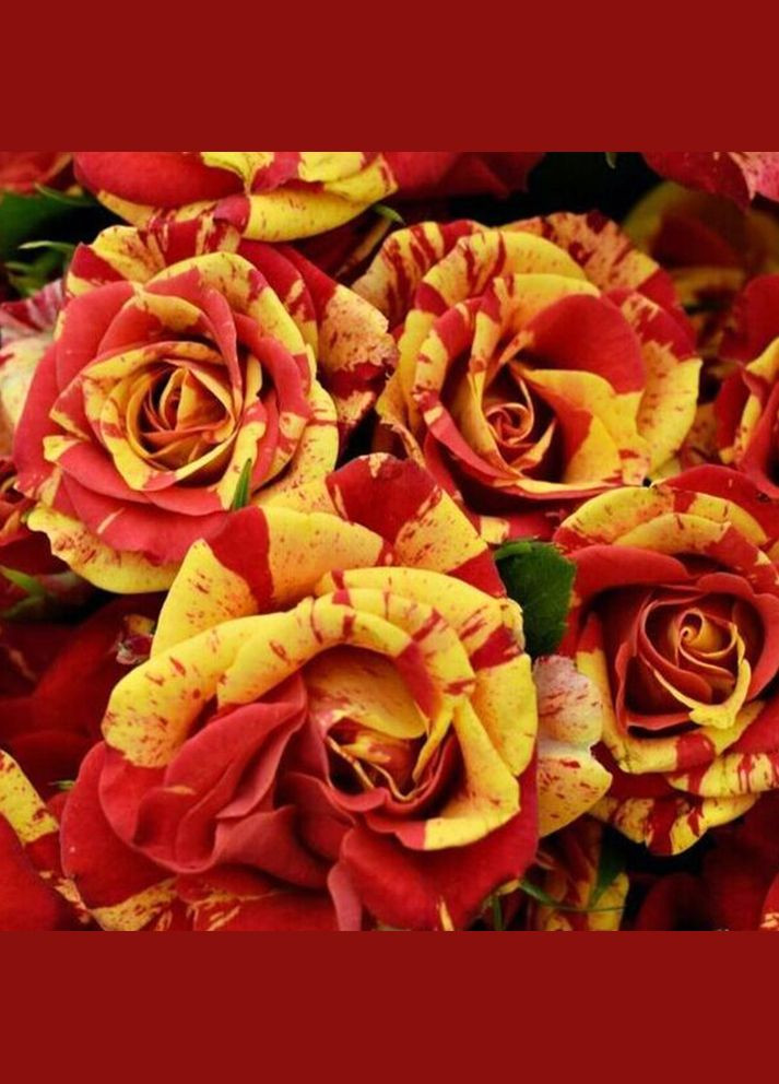 Саджанці бордюрних троянд Оранж Флеш Садовий-Розмай (301221136)